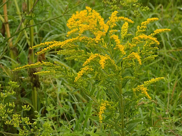 Golden Cowl Canadense Latin Solidgo Canadnsis Flor Família Astropeus Flores — Fotografia de Stock