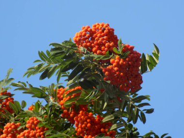 Yaygın dağ külleri (Sorbus aucuparia)