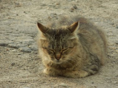  Kedi kedisi (Latince Felis Silvestris catus), kedigiller (Felis) familyasından bir kedi türü.)          