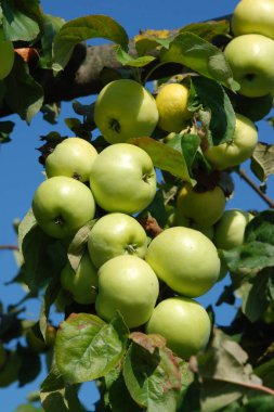 Olgun elmalar ağaçta