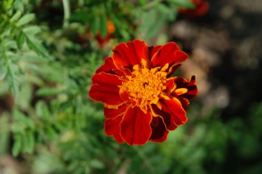 Kadife çiçekleri (Marigoldlar), kadife çiçekleri - Paskalya ailesinin yıllık otçul bitkilerinin bir cinsi.