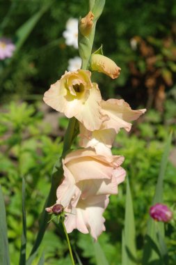 Kosariki veya gladiolus (Gladiolus))