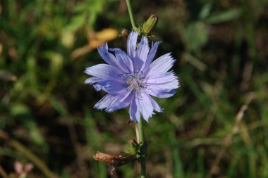 Centaurea, Saster familyasından bir bitki cinsidir.