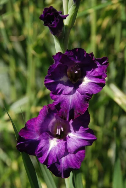 Kosariki Gladiolus Gladiolus — ストック写真