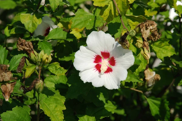 Suriye amblemi (Hibiscus syriacus)