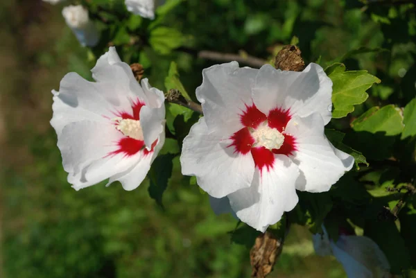 Suriye amblemi (Hibiscus syriacus)