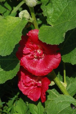  Malva, veya mallow (lat. Mlva)