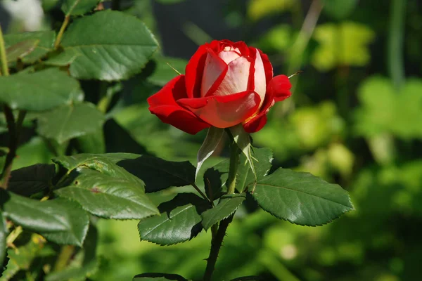 Rose Rosa Género Plantas Con Flores Perteneciente Familia Rose — Foto de Stock