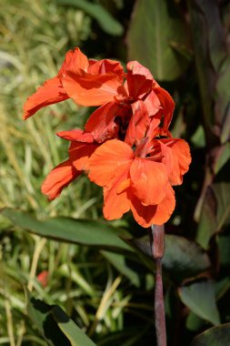 Canna, kana (Canna), Cannaceae familyasından tek bir bitki cinsidir.