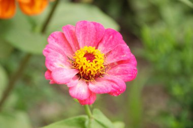Zinnia (lat. Znnia, Asteraceae familyasının yıllık ve daimi bitki cinsi.