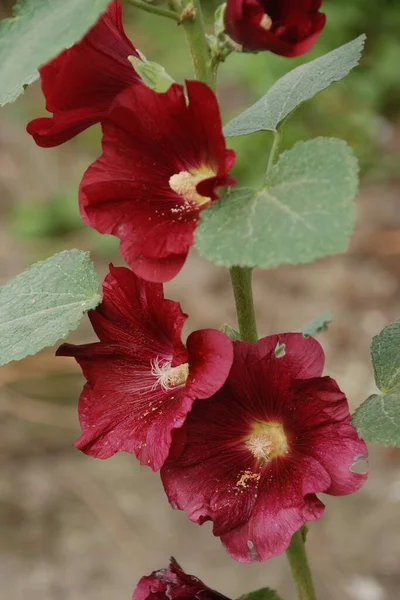 Malva Malva Lat Mlva — Fotografia de Stock