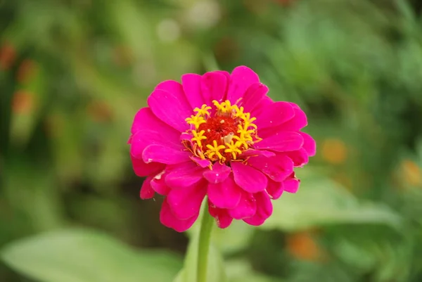 Zinnia Latinul Znnia Asteraceae Családba Tartozó Éves Évelő Növények Nemzetsége — Stock Fotó