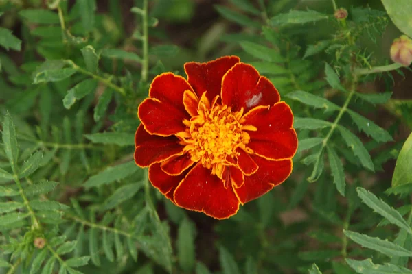 Marigolds Tagetes Marigolds Genus Annual Herbaceous Plants Aster Family — Stock Photo, Image
