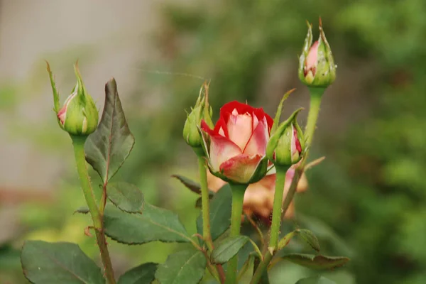 Rose Rosa Género Plantas Con Flores Perteneciente Familia Rose — Foto de Stock