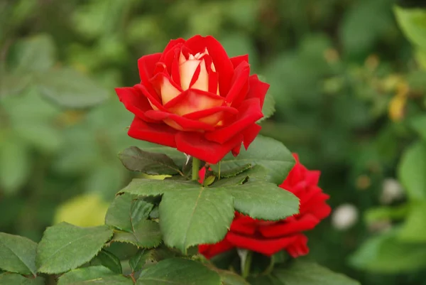 Rose Rosa Género Plantas Con Flores Perteneciente Familia Rose — Foto de Stock