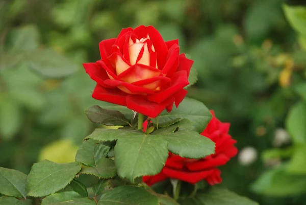 Rose Rosa Adalah Genus Dan Bentuk Budaya Tanaman Dari Keluarga Stok Gambar Bebas Royalti