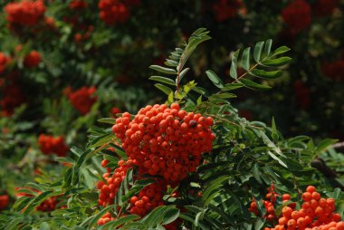 Yaygın dağ külleri (Sorbus aucuparia)