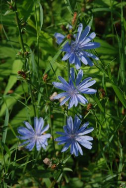 Centaurea, Saster familyasından bir bitki cinsidir.