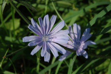 Centaurea, Saster familyasından bir bitki cinsidir.