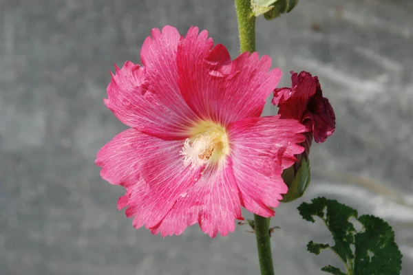 Malva Mallow Lat 므르바 — 스톡 사진