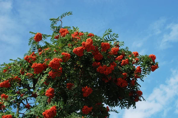 Jesion Pospolity Sorbus Aucuparia — Zdjęcie stockowe