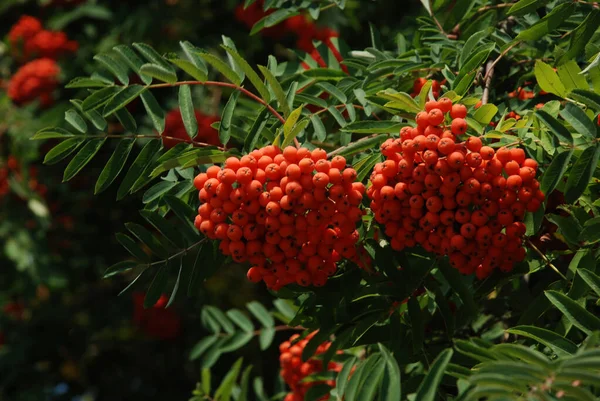 Jesion Pospolity Sorbus Aucuparia — Zdjęcie stockowe
