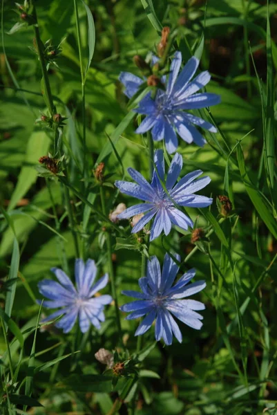 Centaurea, Saster familyasından bir bitki cinsidir.