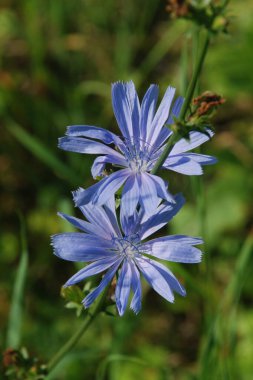 Centaurea, Saster familyasından bir bitki cinsidir.