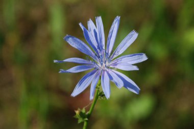 Centaurea, Saster familyasından bir bitki cinsidir.