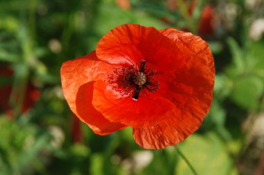 Oriental haşhaş (gelincik orientale)