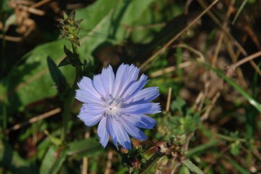 Centaurea, Saster familyasından bir bitki cinsidir.