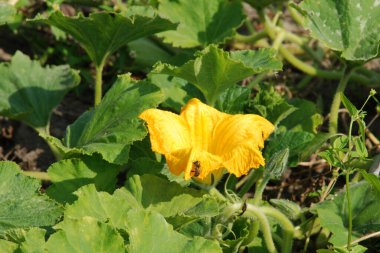Pumpkin (Cucurbita) is the generic name of plants from the gourd family.