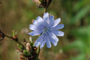 Centaurea, Saster familyasından bir bitki cinsidir.