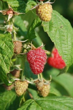 Ahududu Avrupa, düz ahududu veya sadece ahududu