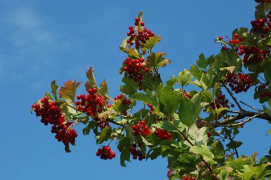 Kalina (Viburnum), Tansy familyasından bir bitki cinsidir.
