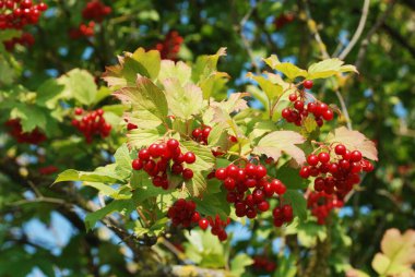 Kalina (Viburnum), Tansy familyasından bir bitki cinsidir.
