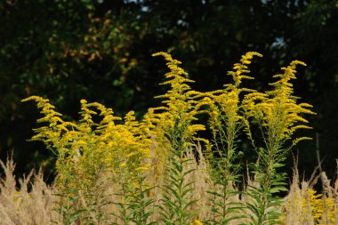 Golden Cowl Canadian (Latin Solidgo canadnsis), bloom, family astropeus, flowers, general view, genus goldenrod, green, leaves, or composite, taç yaprakları, plant, weed, wild, yellow