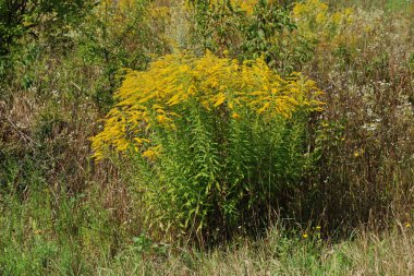 Golden Cowl Canadian (Latin Solidgo canadnsis), bloom, family astropeus, flowers, general view, genus goldenrod, green, leaves, or composite, taç yaprakları, plant, weed, wild, yellow