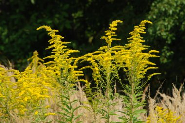 Golden Cowl Canadian (Latin Solidgo canadnsis), bloom, family astropeus, flowers, general view, genus goldenrod, green, leaves, or composite, taç yaprakları, plant, weed, wild, yellow