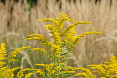 Golden Cowl Canadian (Latin Solidgo canadnsis), bloom, family astropeus, flowers, general view, genus goldenrod, green, leaves, or composite, taç yaprakları, plant, weed, wild, yellow