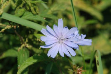 Centaurea, Saster familyasından bir bitki cinsidir.