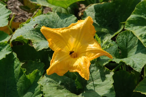 Pumpkin (Cucurbita) is the generic name of plants from the gourd family.