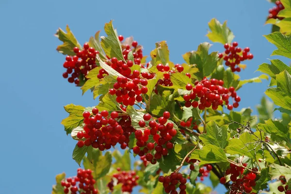 Kalina Viburnum Género Plantas Con Flores Perteneciente Familia Tansy — Foto de Stock