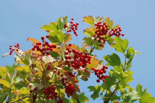 Kalina Viburnum Género Plantas Con Flores Perteneciente Familia Tansy — Foto de Stock