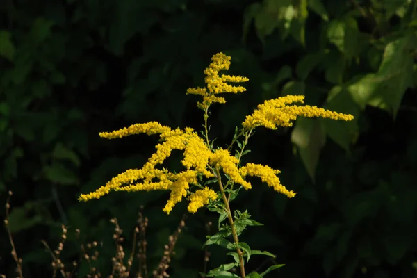 Golden Cowl Canadian (Latin Solidgo canadnsis), bloom, family astropeus, flowers, general view, genus goldenrod, green, leaves, or composite, taç yaprakları, plant, weed, wild, yellow
