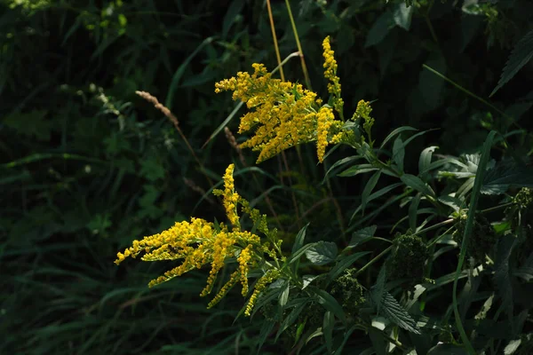 Χρυσή Κουκουβάγια Καναδική Latin Solidgo Canadnsis Άνθηση Οικογένεια Αστροπέους Λουλούδια — Φωτογραφία Αρχείου