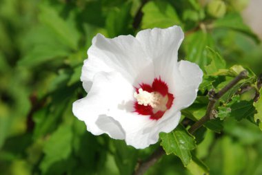 Suriye amblemi (Hibiscus syriacus)