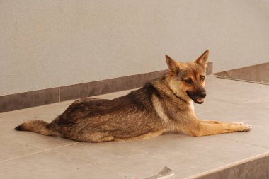 Köpek ya da evcil köpek (Canis lupus familiaris))