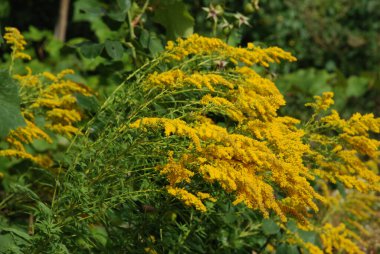 Golden Cowl Canadian (Latin Solidgo canadnsis), bloom, family astropeus, flowers, general view, genus goldenrod, green, leaves, or composite, taç yaprakları, plant, weed, wild, yellow