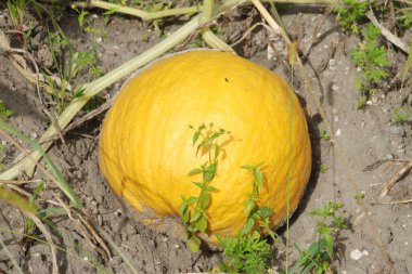 Pumpkin (Cucurbita) is the generic name of plants from the gourd family.